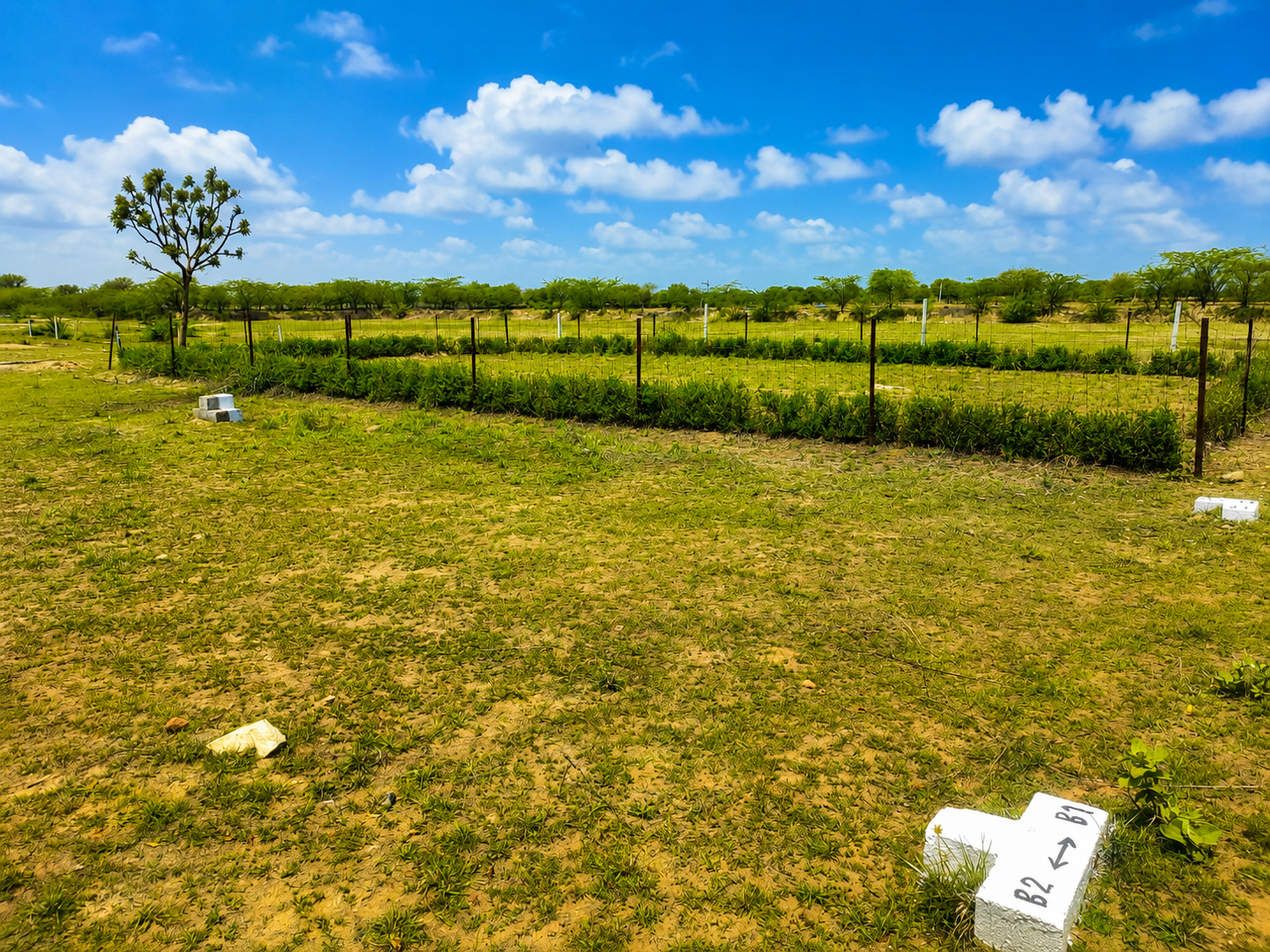 AM Royal Palm 2 gallery image 6