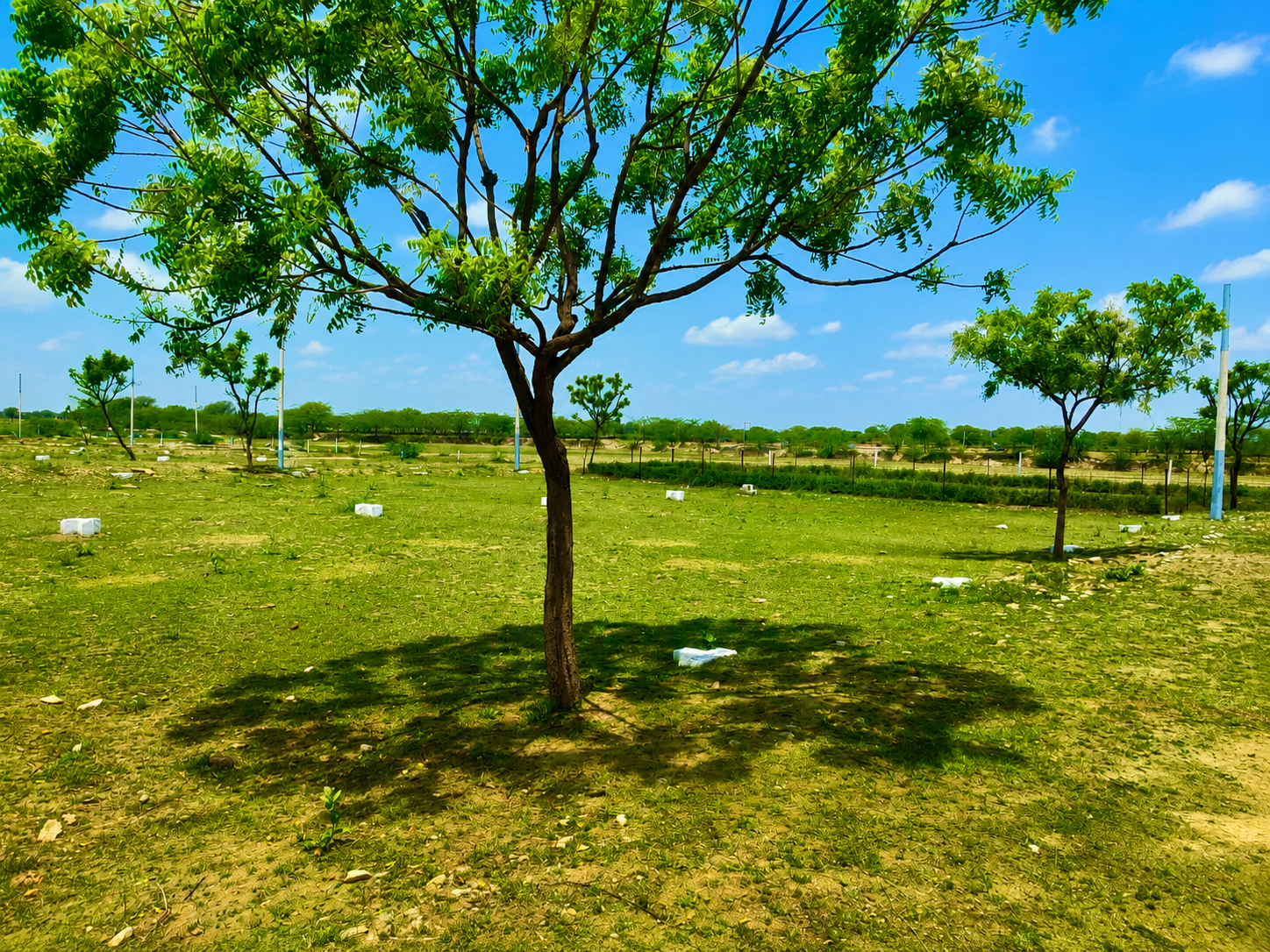 AM Royal Palm 2 gallery image 5